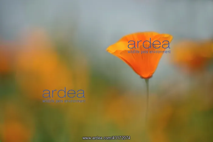 : Poppy, Californian poppy, Eschscholzia californica : Poppy, Californian poppy, Eschscholzia californica