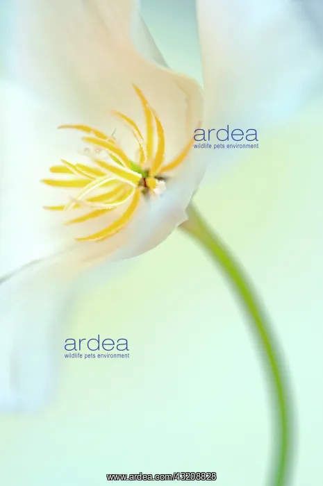 : Poppy, Californian poppy, Eschscholzia californica : Poppy, Californian poppy, Eschscholzia californica