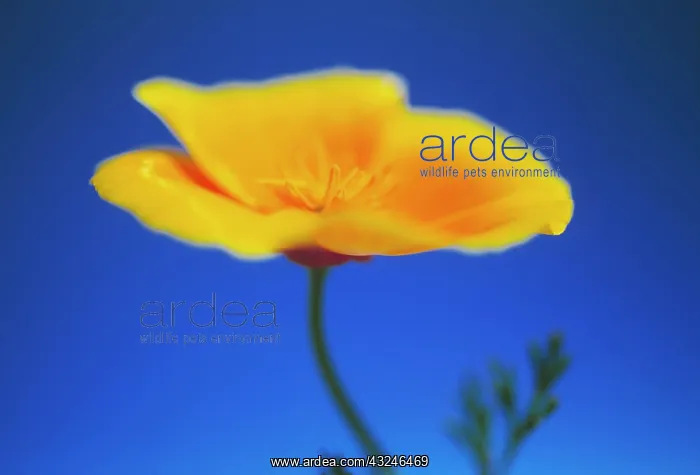 : Poppy, Californian poppy, Eschscholzia californica : Poppy, Californian poppy, Eschscholzia californica