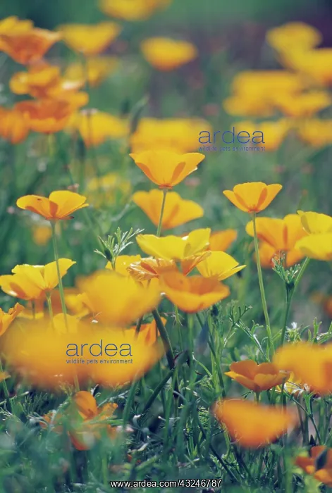 : Poppy, Californian poppy, Eschscholzia californica : Poppy, Californian poppy, Eschscholzia californica