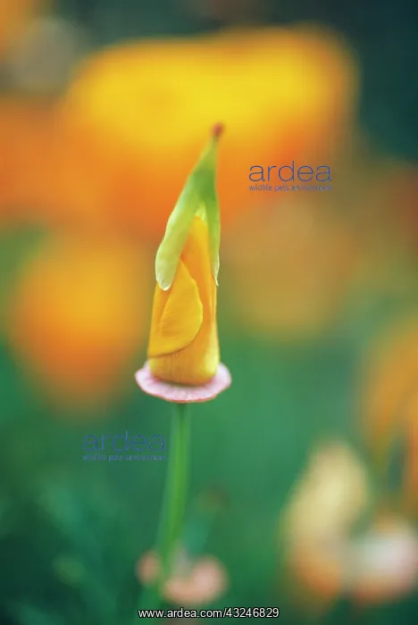 : Poppy, Californian poppy, Eschscholzia californica : Poppy, Californian poppy, Eschscholzia californica