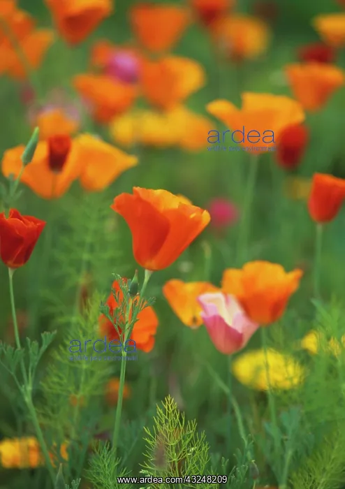 : Poppy, Californian poppy, Eschscholzia californica : Poppy, Californian poppy, Eschscholzia californica
