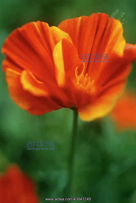 : Poppy, Californian poppy, Eschscholzia californica mission bells : Poppy, Californian poppy, Eschscholzia californica mission bells