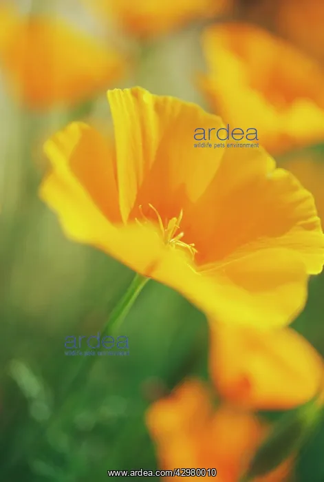: Poppy, Californian poppy, Eschscholzia californica Sun Shades : Poppy, Californian poppy, Eschscholzia californica Sun Shades
