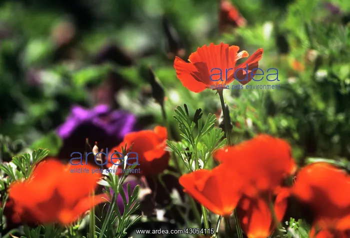 : Poppy, Californian poppy, Eschscholzia Inferno : Poppy, Californian poppy, Eschscholzia Inferno