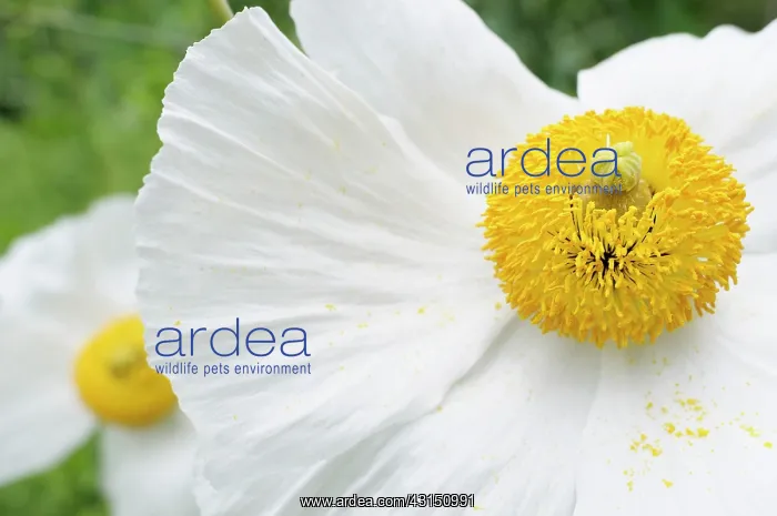 : Poppy, Californian Tree Poppy, Romneya coulteri, White flow : Poppy, Californian Tree Poppy, Romneya coulteri, White flow