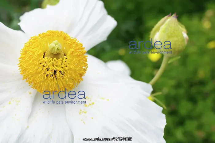 : Poppy, Californian Tree Poppy, Romneya coulteri, White flow : Poppy, Californian Tree Poppy, Romneya coulteri, White flow