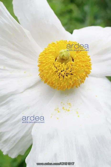 : Poppy, Californian Tree Poppy, Romneya coulteri, White flow : Poppy, Californian Tree Poppy, Romneya coulteri, White flow