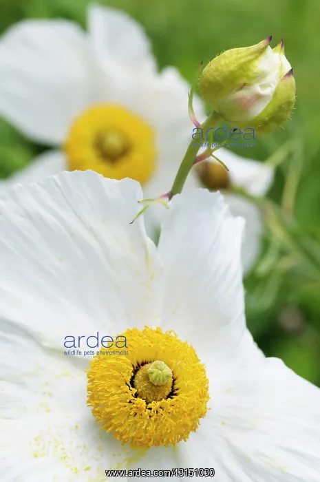 : Poppy, Californian Tree Poppy, Romneya coulteri, White flow : Poppy, Californian Tree Poppy, Romneya coulteri, White flow
