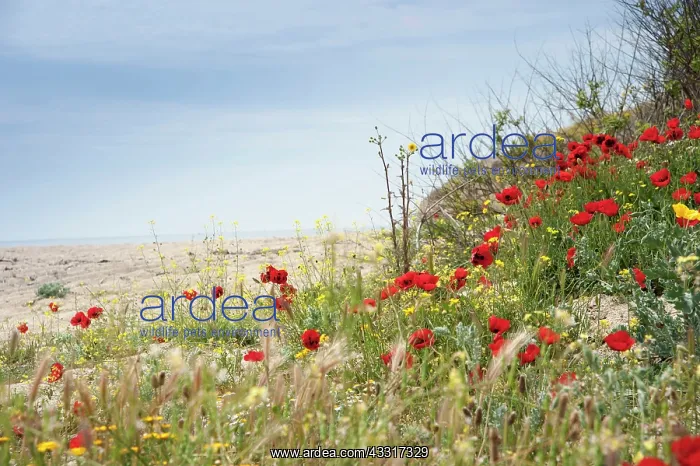 : Poppy, Causican scarlet poppy, Papaver commutatum : Poppy, Causican scarlet poppy, Papaver commutatum