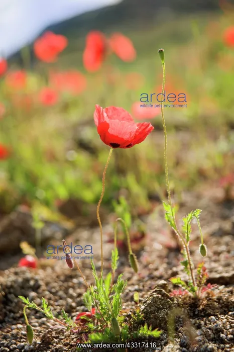 : Poppy, Causican scarlet poppy, Papaver commutatum : Poppy, Causican scarlet poppy, Papaver commutatum