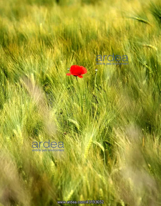 : Poppy in a cereal field : Poppy in a cereal field