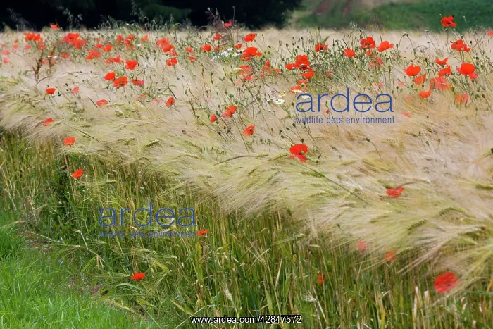 : Poppy - in cereals : Poppy - in cereals
