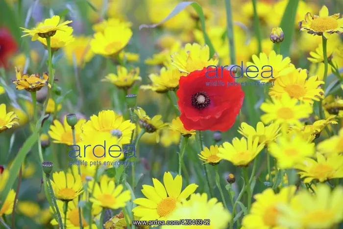 : Poppy - with Corn Marigolds (Chrysanthemum segetum) : Poppy - with Corn Marigolds (Chrysanthemum segetum)