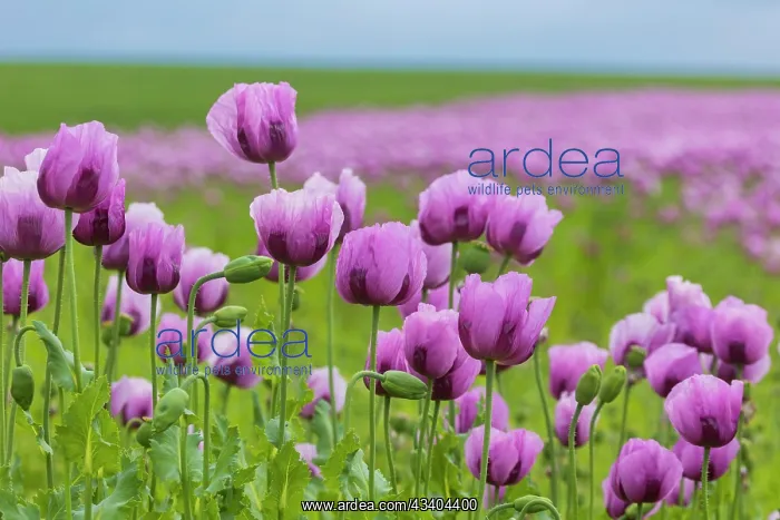 : Poppy cultivation in Saxony : Poppy cultivation in Saxony