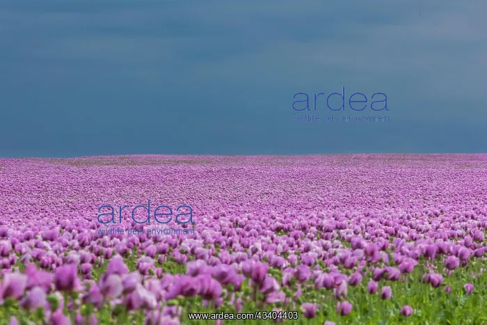 : Poppy cultivation in Saxony : Poppy cultivation in Saxony