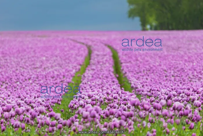 : Poppy cultivation in Saxony : Poppy cultivation in Saxony