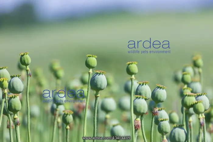 : Poppy cultivation in Saxony : Poppy cultivation in Saxony