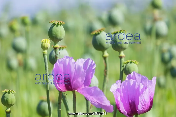: Poppy cultivation in Saxony : Poppy cultivation in Saxony