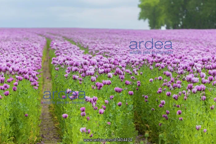: Poppy cultivation in Saxony : Poppy cultivation in Saxony