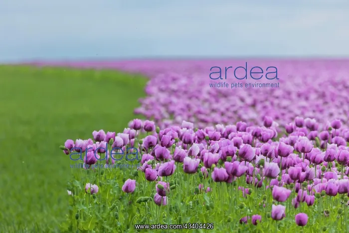 : Poppy cultivation in Saxony : Poppy cultivation in Saxony