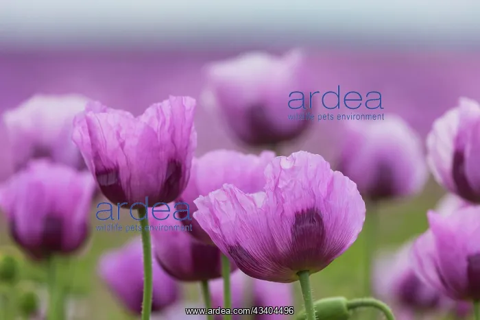 : Poppy cultivation in Saxony : Poppy cultivation in Saxony