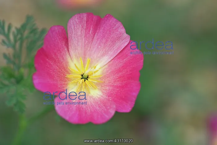 : Poppy, Deep pink California poppy, Eschscholzia : Poppy, Deep pink California poppy, Eschscholzia