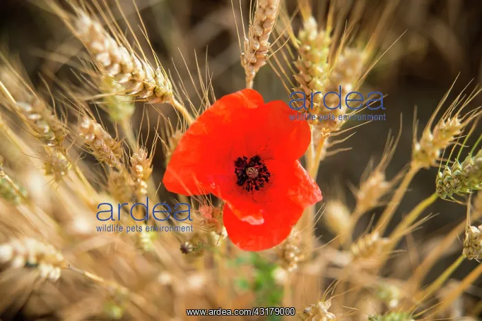 : Poppy and ears of ripe wheat, France : Poppy and ears of ripe wheat, France