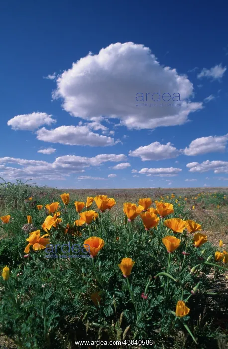 : Poppy, Eschscholzia californica, Californian poppy : Poppy, Eschscholzia californica, Californian poppy