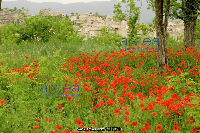 : Poppy field : Poppy field
