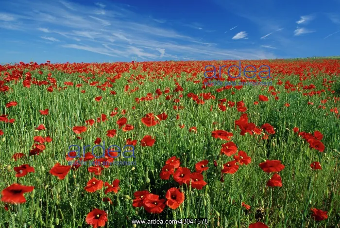: Poppy field : Poppy field