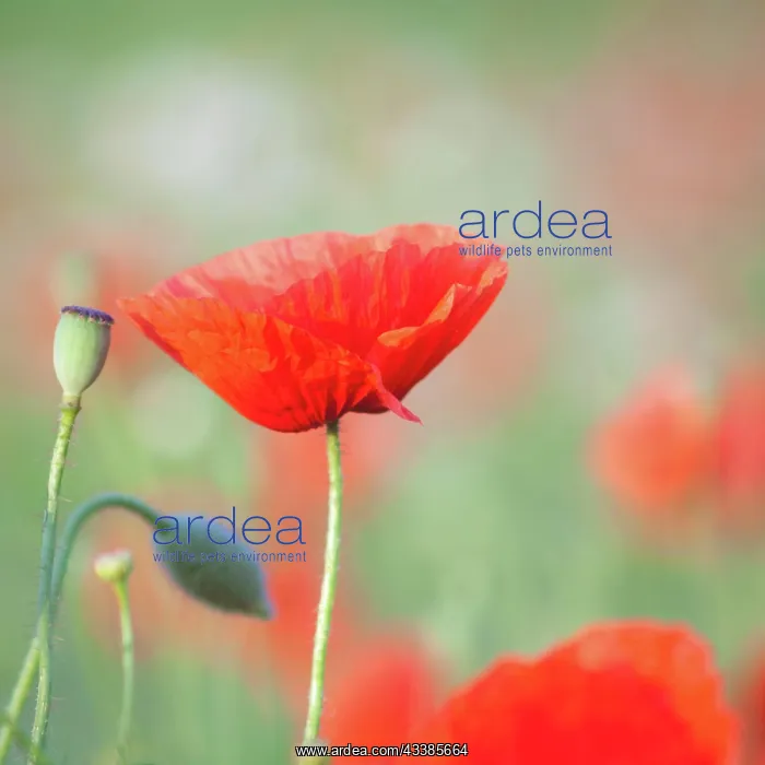 : Poppy in a field in Burgenland : Poppy in a field in Burgenland