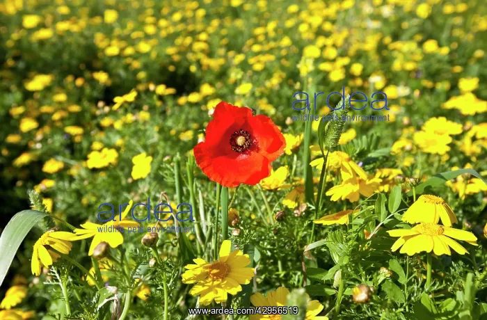 : Poppy - in a field of Crown Daisy's (Chrysanthemum : Poppy - in a field of Crown Daisy's (Chrysanthemum