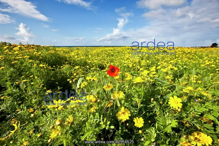: Poppy - in a field of Crown Daisy's (Chrysanthemum : Poppy - in a field of Crown Daisy's (Chrysanthemum