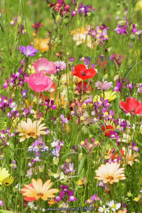 : Poppy field, Papaver rhoeas, Mixed colours subject : Poppy field, Papaver rhoeas, Mixed colours subject