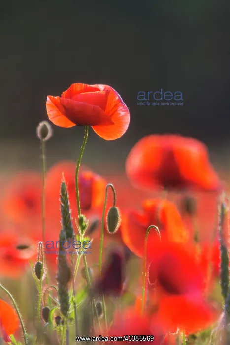 : Poppy field, poppy flowers (Papaver rhoeas), extensive agric : Poppy field, poppy flowers (Papaver rhoeas), extensive agric