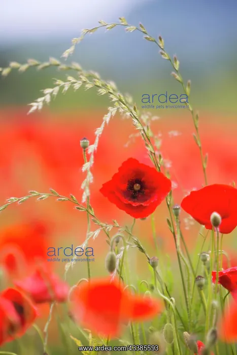 : Poppy field, poppy flowers (Papaver rhoeas), extensive agric : Poppy field, poppy flowers (Papaver rhoeas), extensive agric