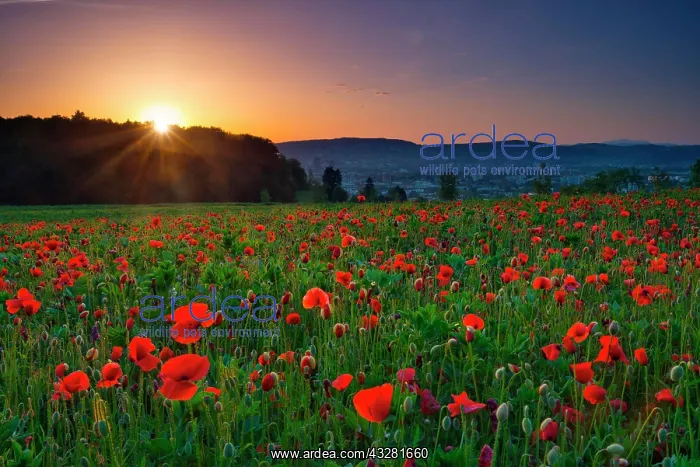  : Poppy field at sunrise, near Zurich, Canton of Zurich