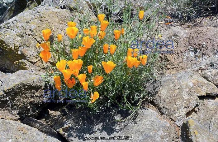 : Poppy flowers, california poppy, golden poppy (Eschscholzia : Poppy flowers, california poppy, golden poppy (Eschscholzia