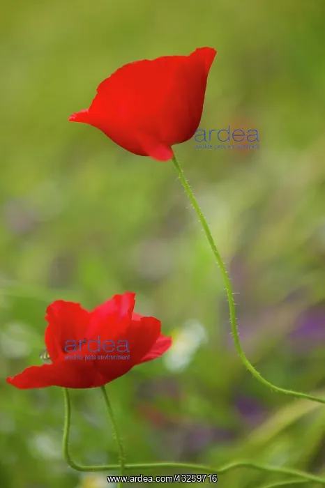 : poppy flowers, istria, Croatia, eastern : poppy flowers, istria, Croatia, eastern