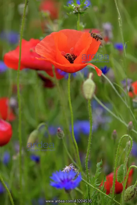 : Poppy flowers (Papaver rhoeas) with bees and blue : Poppy flowers (Papaver rhoeas) with bees and blue