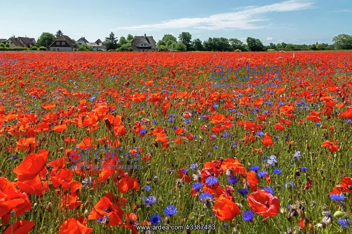 : Poppy flowers (Papaver rhoeas) Field, houses, Ni : Poppy flowers (Papaver rhoeas) Field, houses, Ni