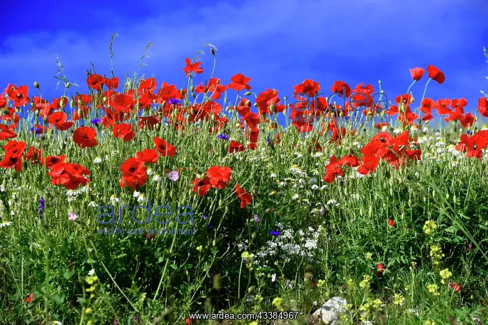: Poppy flowers (Papaver rhoeas), Piano Grande plain : Poppy flowers (Papaver rhoeas), Piano Grande plain