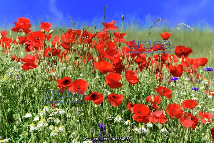 : Poppy flowers (Papaver rhoeas), Piano Grande plain : Poppy flowers (Papaver rhoeas), Piano Grande plain