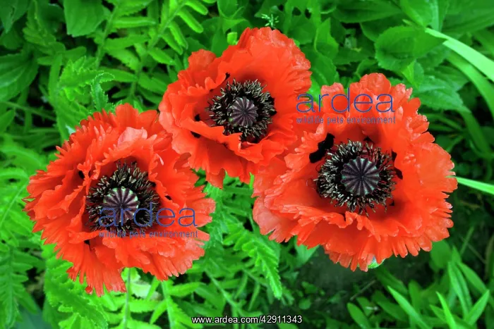 : Poppy - garden hybrid, large flowering sort : Poppy - garden hybrid, large flowering sort