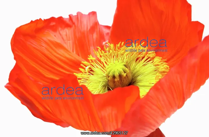  : Poppy, Icelandic poppy