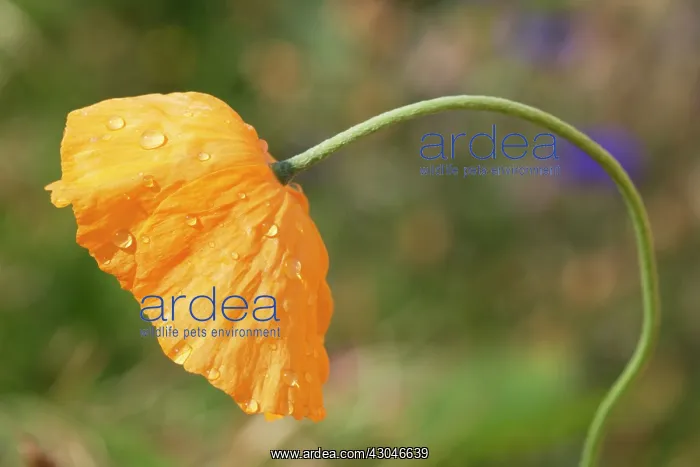 : Poppy, Icelandic poppy : Poppy, Icelandic poppy