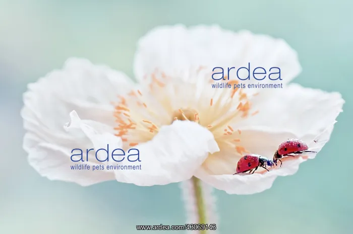 : Poppy, Icelandic poppy : Poppy, Icelandic poppy