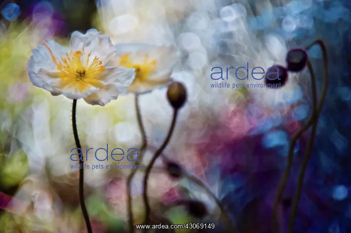 : Poppy, Icelandic poppy : Poppy, Icelandic poppy