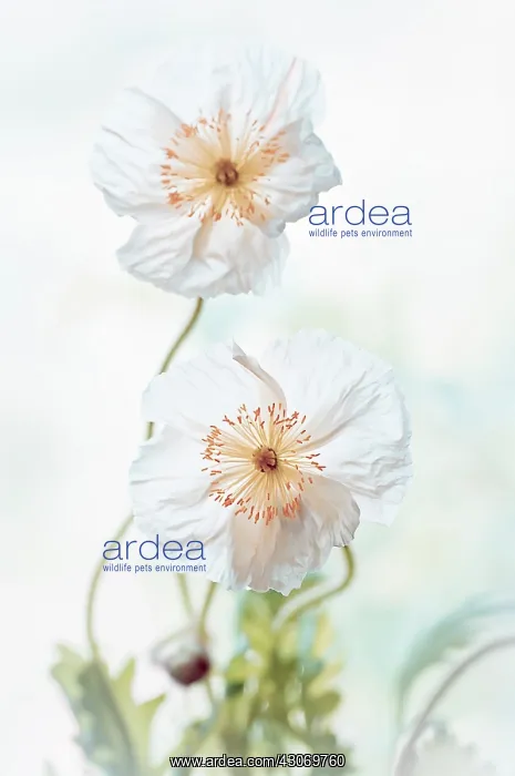 : Poppy, Icelandic poppy : Poppy, Icelandic poppy